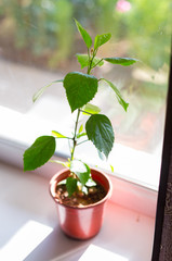 flower on a windowsill in a pot