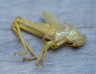 old skin after a grasshopper metamorphosis