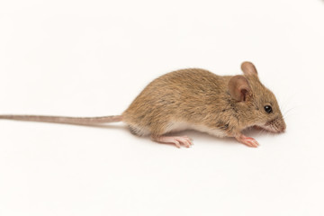 home mouse on a white background