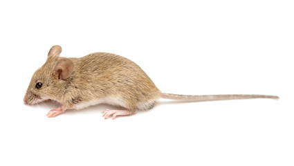 home mouse on a white background