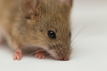 home mouse on a white background