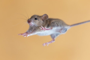 home mouse on a yellow background