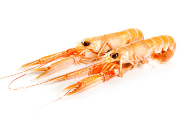 Norway lobsters isolated on white background