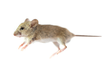 home mouse on a white background