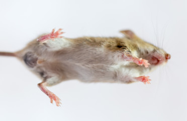 home mouse on a white background