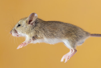 home mouse on a yellow background