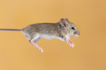 home mouse on a yellow background