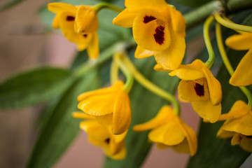 Obraz na płótnie Canvas Yellow Orchids in Cherrapunji, Meghalaya, India