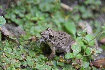 a frog awaken from hibernation / 冬眠から覚めたトノサマガエル(土色, 横から)