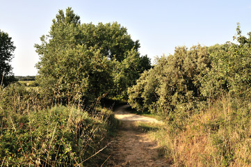 sentier