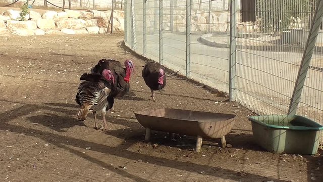 Turkeys family on farm yard