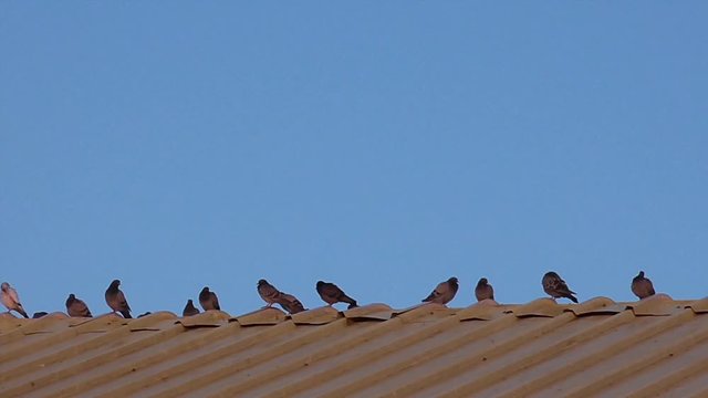 Flock of doves sitting on the roof, one takes off