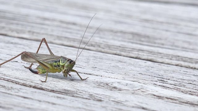 long horned Grasshopper sitting on wood