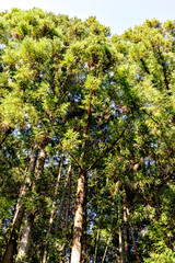 Japanese cypress forest in Japan in summer time