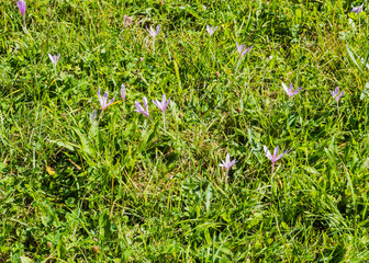 Herbstzeitlose auf Wiese
