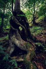 Surreale Baumwurzel Formation im Wald