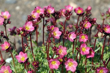 Obraz premium Roter Moossteinbrech