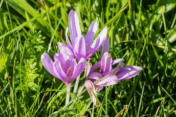 Fototapeta premium Herbstzeitlose 