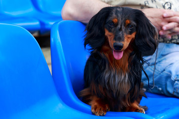 Dog breed dachshund