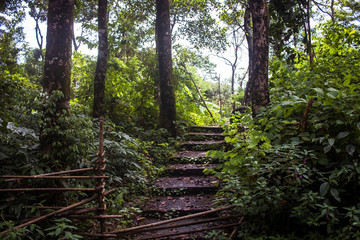 Obraz premium Calm Walkway Steps in the Woods Located in Northeastern Indian state of Meghalaya