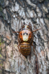 Emergence of the cicada (front shot) / セミの羽化（正面から）