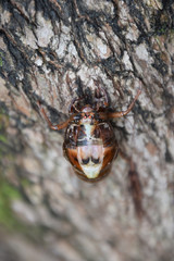 Emergence of the cicada (front shot) / セミの羽化（正面から）