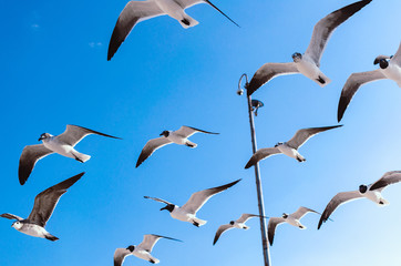 Flying Birds