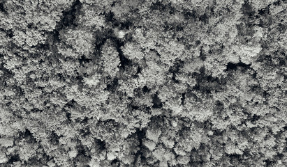 Monochromatic aerial view of woods in autumn season