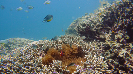 Naklejka na ściany i meble Sea anemone and clown fish on coral reef, tropical fishes. Underwater world diving and snorkeling on coral reef. Hard and soft corals underwater landscape
