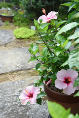 the color pink hibiscus flowers at the entrance path / 庭園入口のピンクのハイビスカスの花