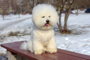 Bichon frize breed  white color
