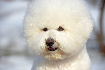 Bichon frize breed  white color