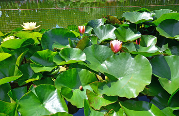 Lotus flowers or water lilies in landscaping