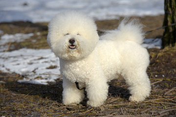Bichon frize breed  white color
