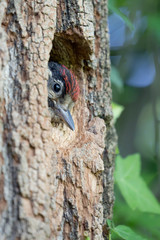 My nest, my home, portrait of Great spotted woodpecker (Dendrocopos major)
