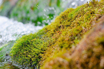 A picturesque spring with clear water, stones and moss. The concept of calm. Zen