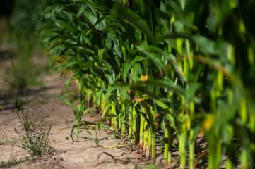 Edge of the corn field