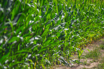 Obraz premium Edge of the corn field