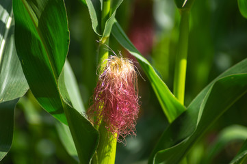 Blooming corn close up