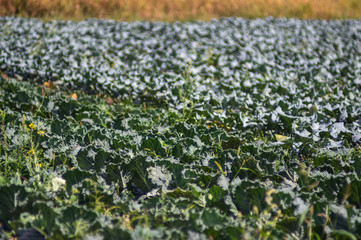 Field with growing cabbage