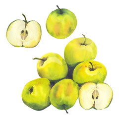 Watercolor illustration with  riped apples. Harvest crop. Could be used for menu, farm markets, banner, prints. 