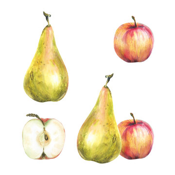 Watercolor illustration with  riped apples. Harvest crop. Could be used for menu, farm markets, banner, prints. 