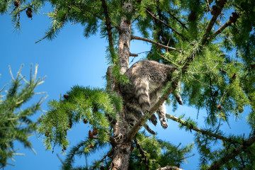 Raccoon on a tree