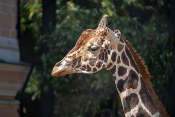 portrait of giraffe