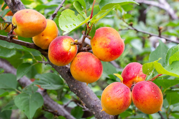 Closeup of large ripe apricots on trees on a sunny day. Оwn garden. Domestic agriculture concept