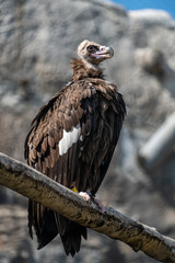 Bird of prey in the zoo
