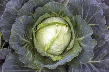 Large appetizing cabbage grows in the own garden