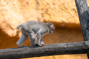 Monkey on a tree in the zoo