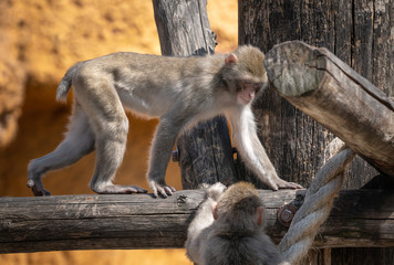 Monkey on a tree in the zoo