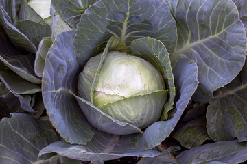 Large appetizing cabbage grows in the own garden